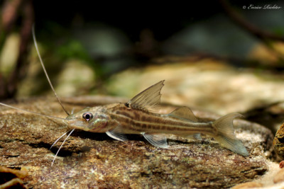 bagre pimélode Pimelodidae