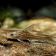 picture of Pimelodus blochii