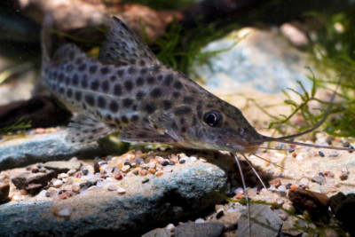 mandi Pimelodidae