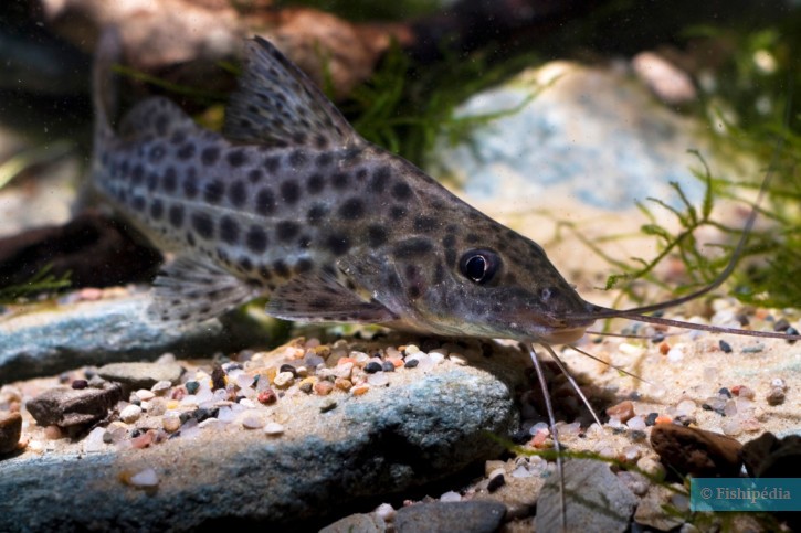 Pimelodus maculatus