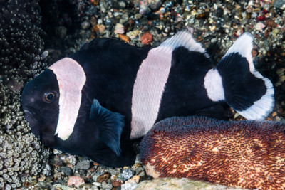 poisson-clown à selle de cheval Pomacentridae