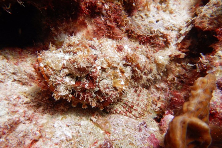 Comment se camouflent les poissons ? Comment se camouflent les poissons ?