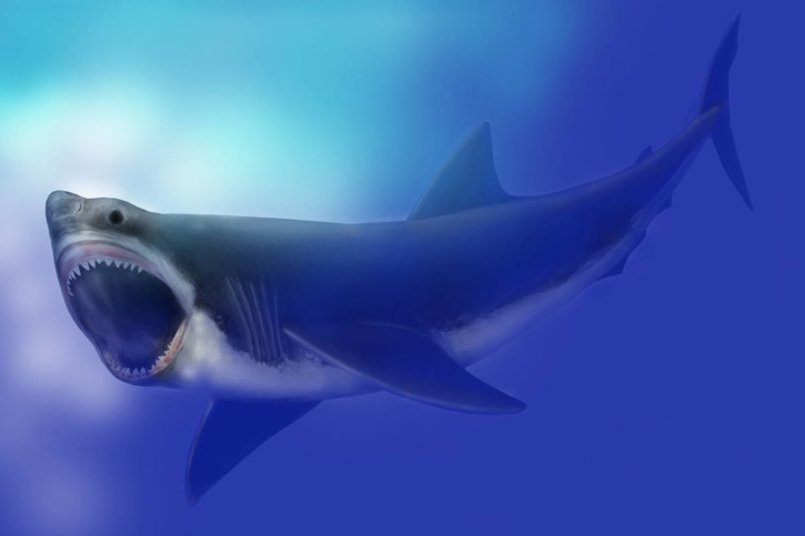 Mégalodon, le plus grand requin de tous les temps Mégalodon, le plus grand requin de tous les temps