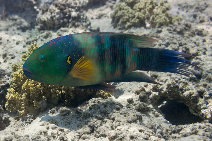 Cheilinus lunulatus - lábrido de cola de escoba