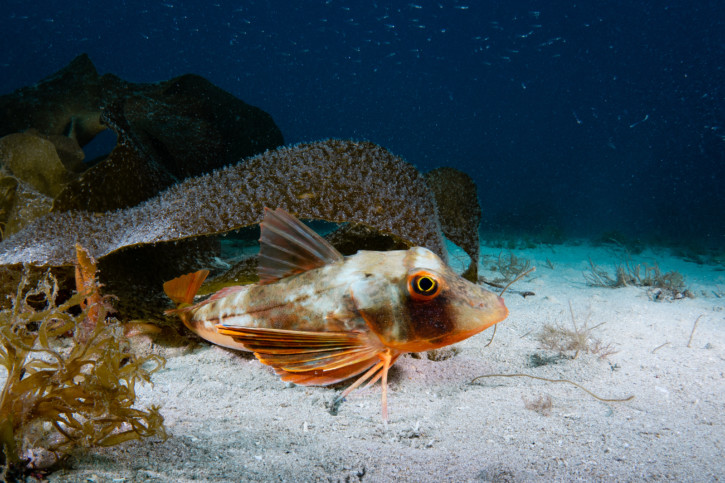 Chelidonichthys lucerna