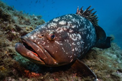 cernia Serranidae