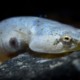 picture of Diplecogaster bimaculata