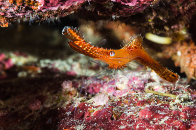 Leander plumosus Palaemonidae