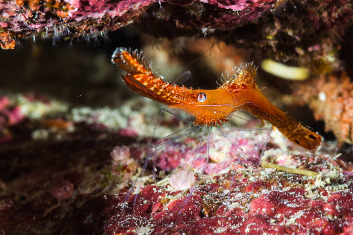 Leander plumosus