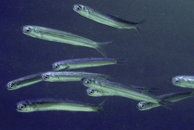 Engraulis encrasicolus