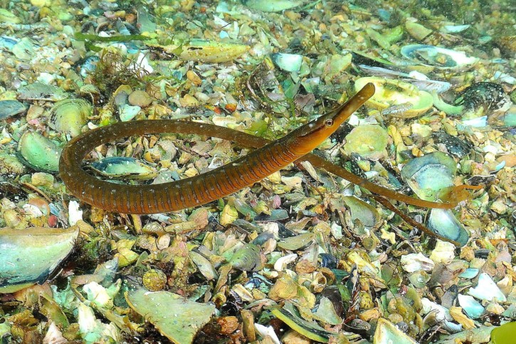 Entelurus aequoreus