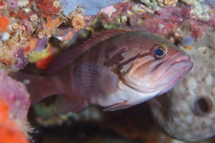 Epinephelus caninus