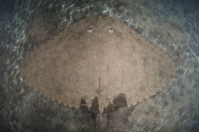 raya mariposa espinosa