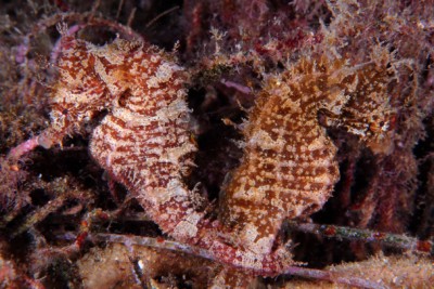 caballito de mar común