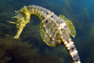 Hippocampus abdominalis