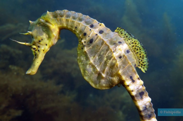 Hippocampus abdominalis