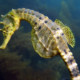 picture of Hippocampus abdominalis