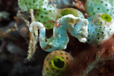 Hippocampus colemani