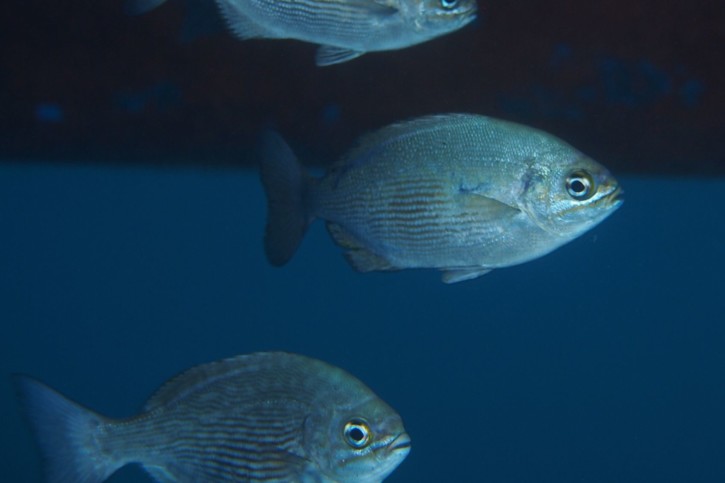 Kyphosus sectatrix - chopa