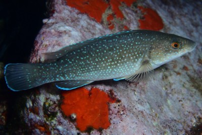 labre merle Labridae