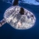 picture of Mola mola