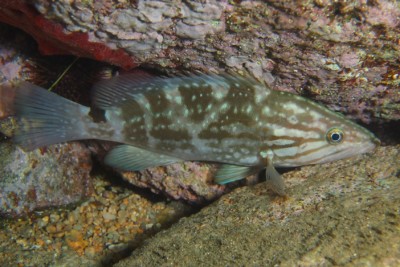 mérou royal Serranidae