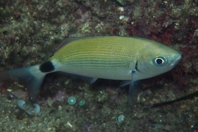 oblada