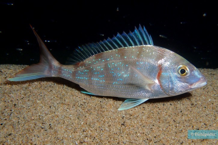 Pagellus erythrinus