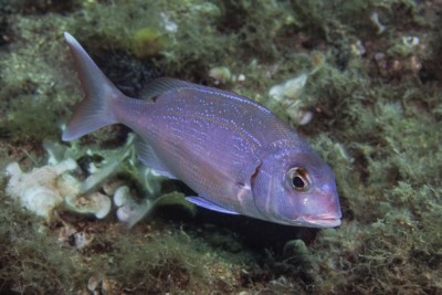 pargo común