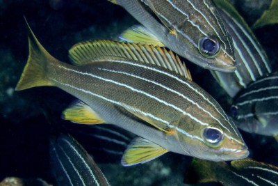 grondeur rayé africain Haemulidae