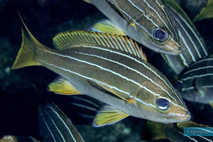 Parapristipoma octolineatum