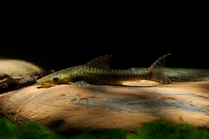 Les poissons nettoyeurs en aquarium Les poissons nettoyeurs en aquarium