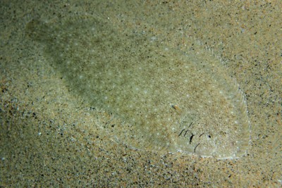 Pegusa lascaris