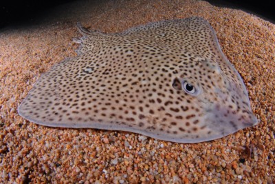 raya pintada