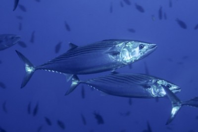 bonito común