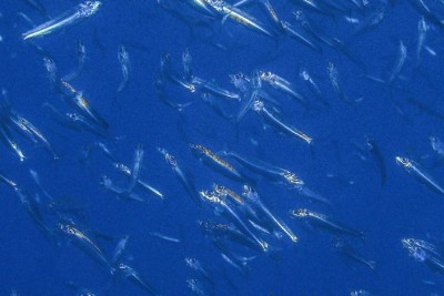 sardina común