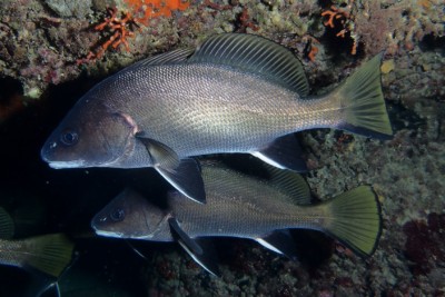 corvina negra Sciaenidae