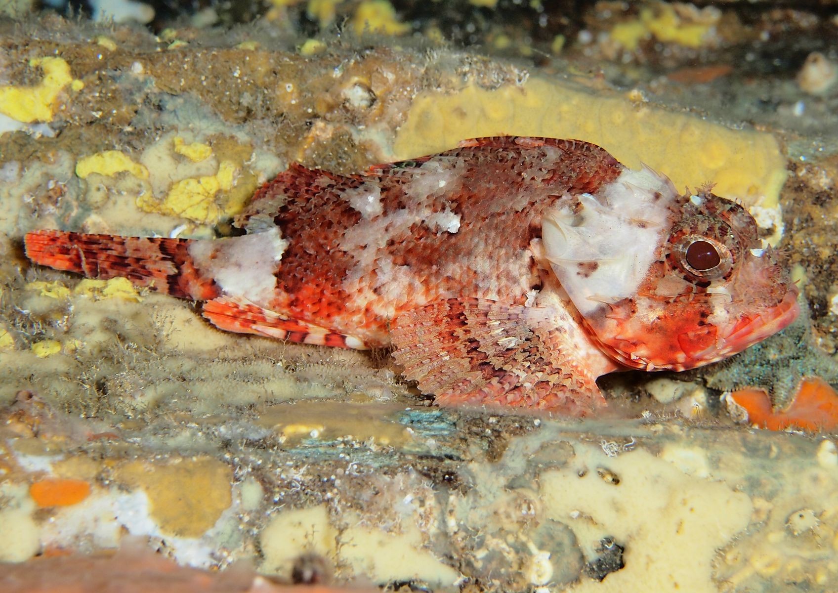 Scorpaena notata