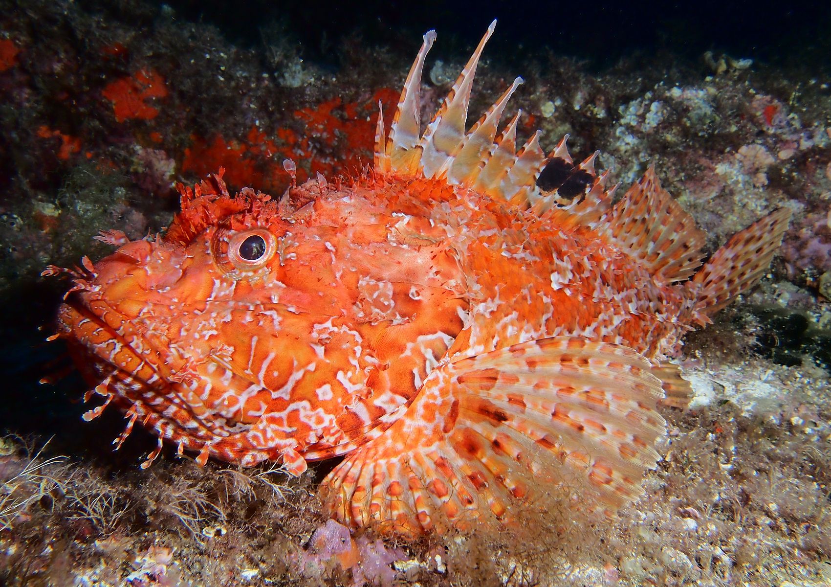 Scorpaena scrofa