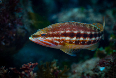 serran-chèvre Serranidae