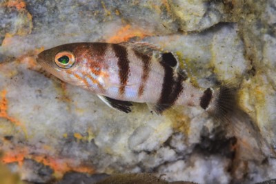 Serranus hepatus Serranidae