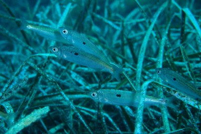 Spicara smaris Sparidae