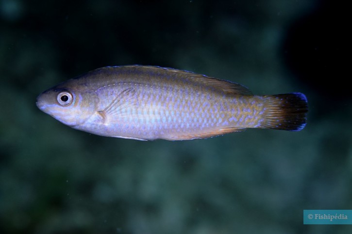 Symphodus melanocercus