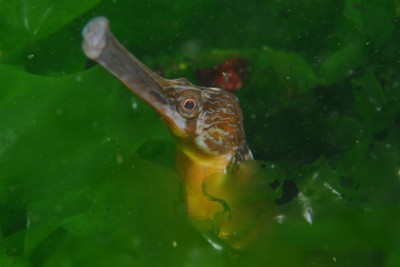 aguja de mar