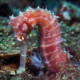 picture of Hippocampus histrix