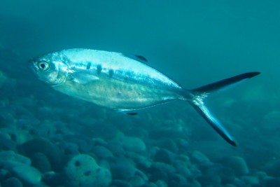 palometa