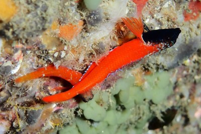 Triptérygion rouge Blenniidae