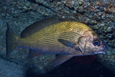 Ombrine bronze Sciaenidae