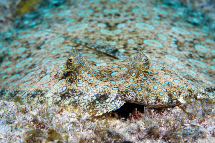 Qui sont les poissons-plats ? Qui sont les poissons-plats ?