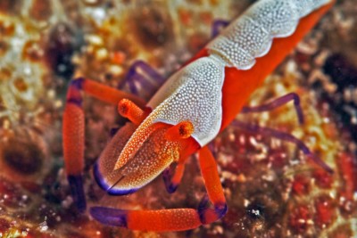 Crevette impériale Palaemonidae